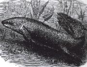 austrakusk lungfisk jonathan miller